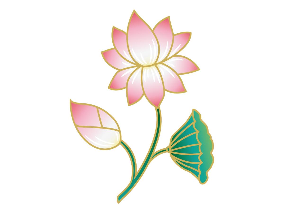 lotus flower